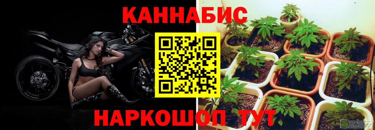 Бошки Шишки OG Kush Выборг